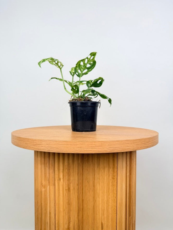 Monstera Adansonii Variegated Mint / Mottled | Uprooted