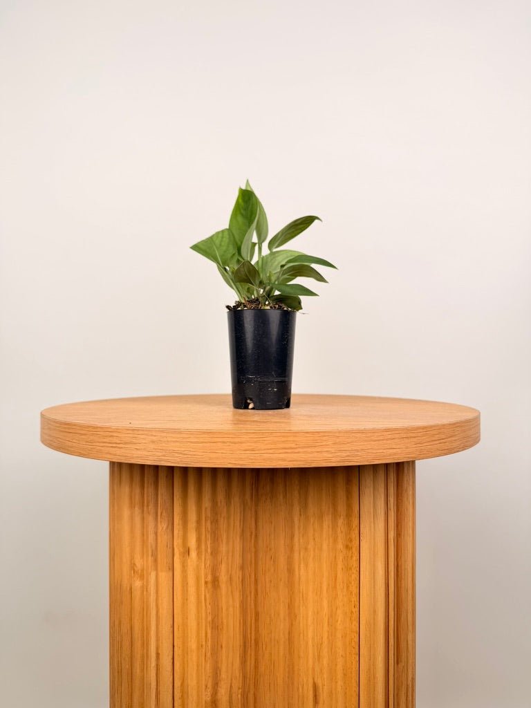 Monstera Aureopinnata | Uprooted