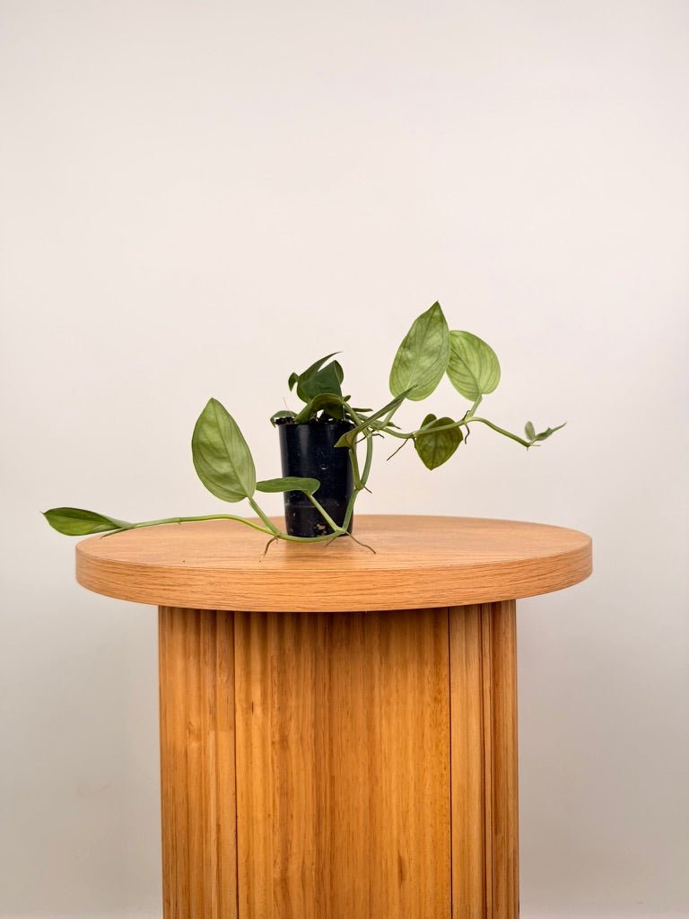 Monstera Aureopinnata | Uprooted