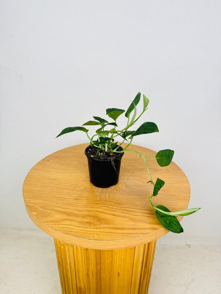 Monstera Aureopinnata | Uprooted