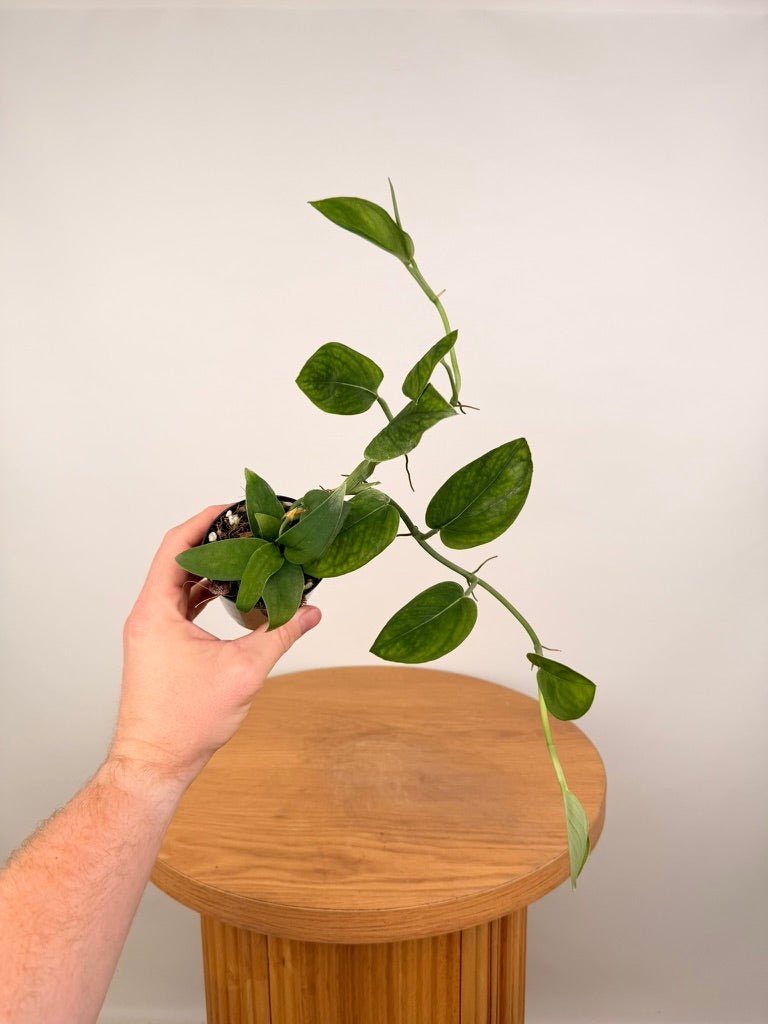 Monstera Aureopinnata | Uprooted