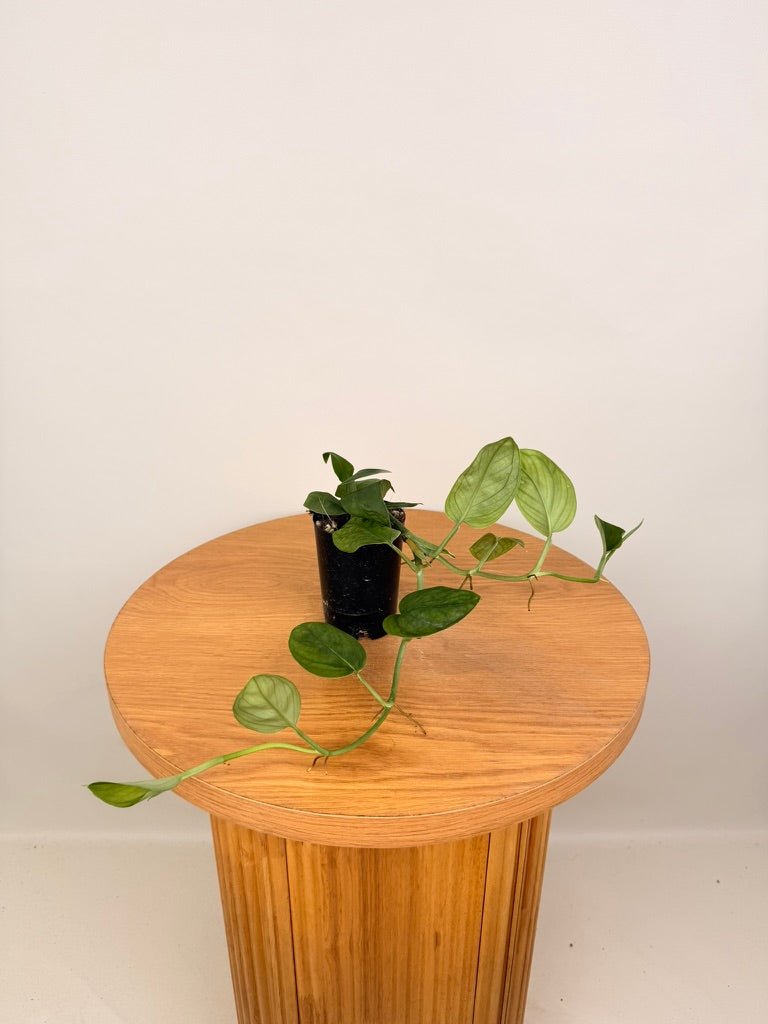 Monstera Aureopinnata | Uprooted