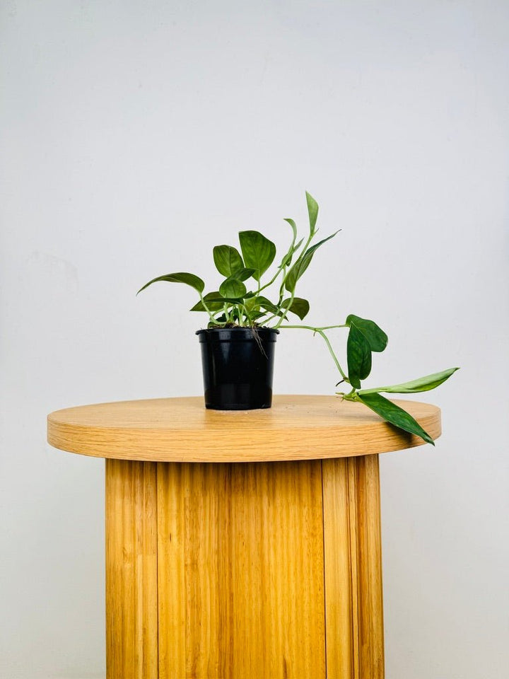 Monstera Aureopinnata | Uprooted