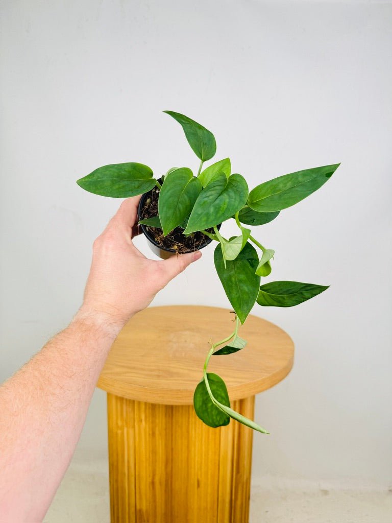 Monstera Aureopinnata | Uprooted