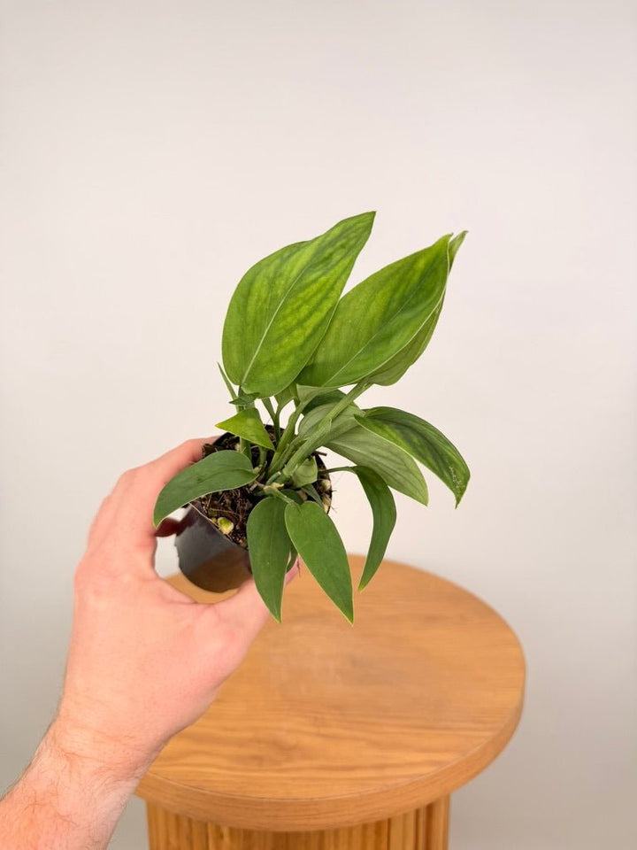 Monstera Aureopinnata | Uprooted
