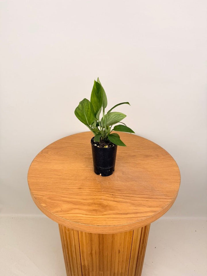 Monstera Aureopinnata | Uprooted