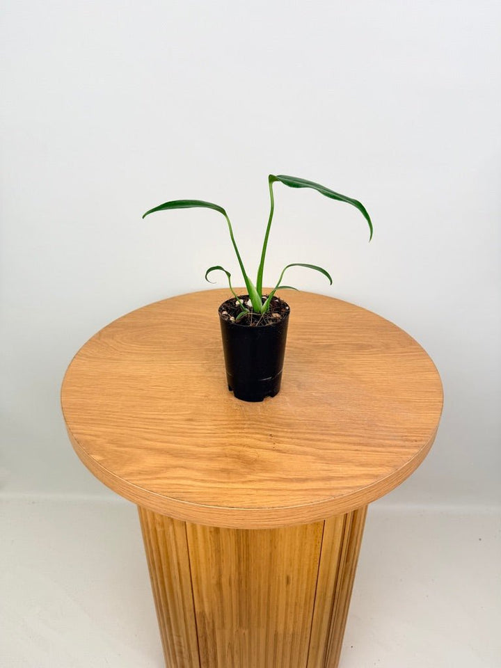 Monstera Burle Marx Flame | Uprooted
