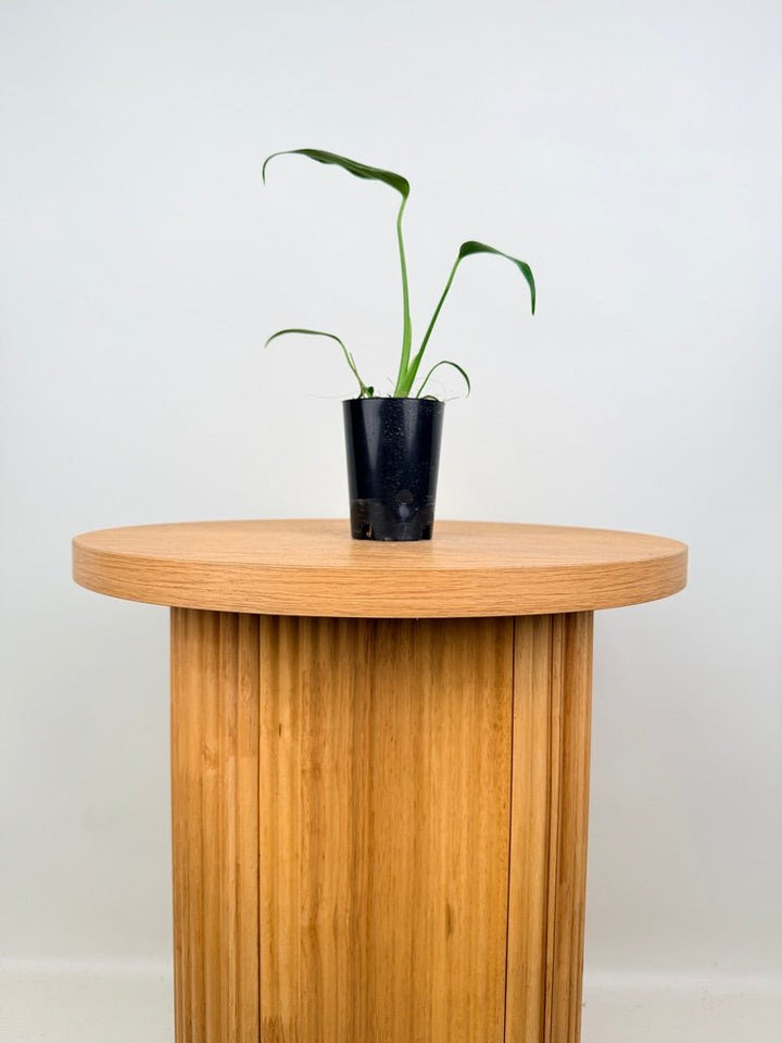 Monstera Burle Marx Flame | Uprooted