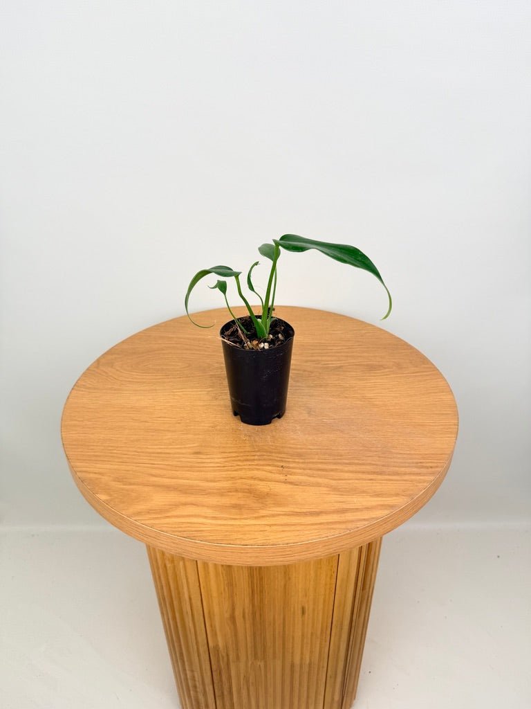 Monstera Burle Marx Flame | Uprooted