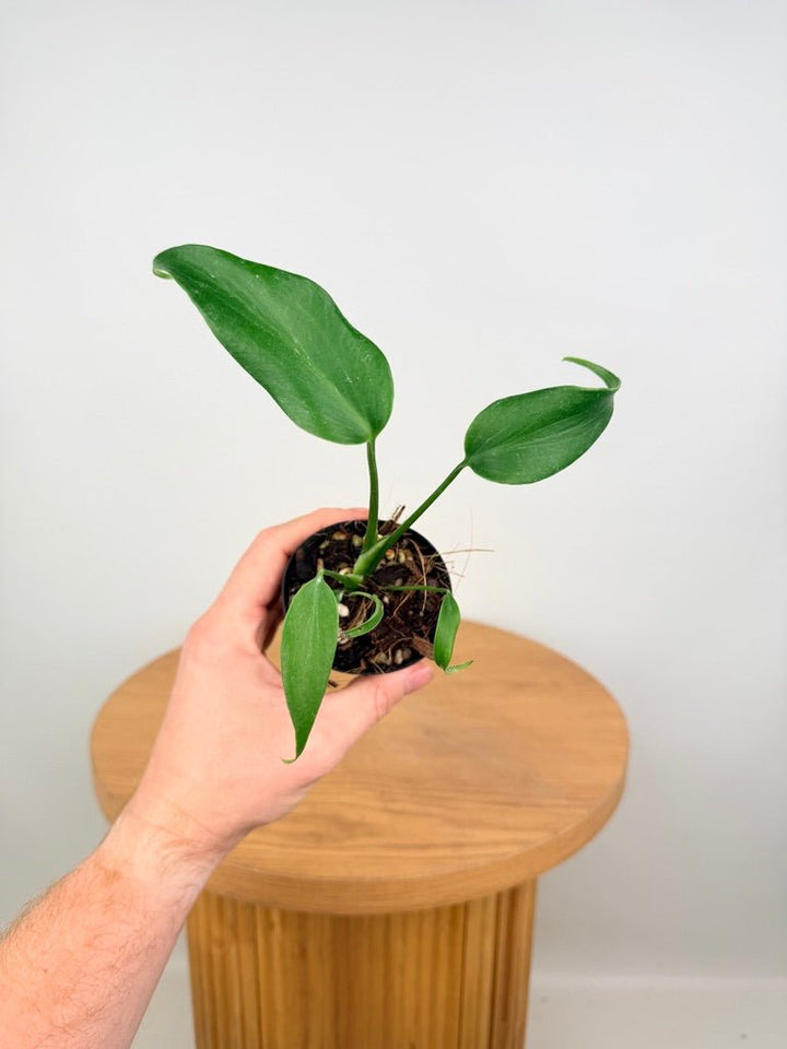 Monstera Burle Marx Flame | Uprooted