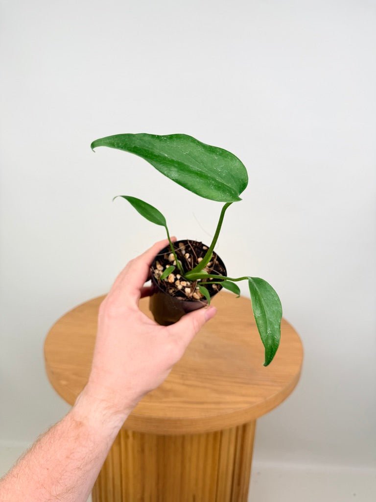 Monstera Burle Marx Flame | Uprooted