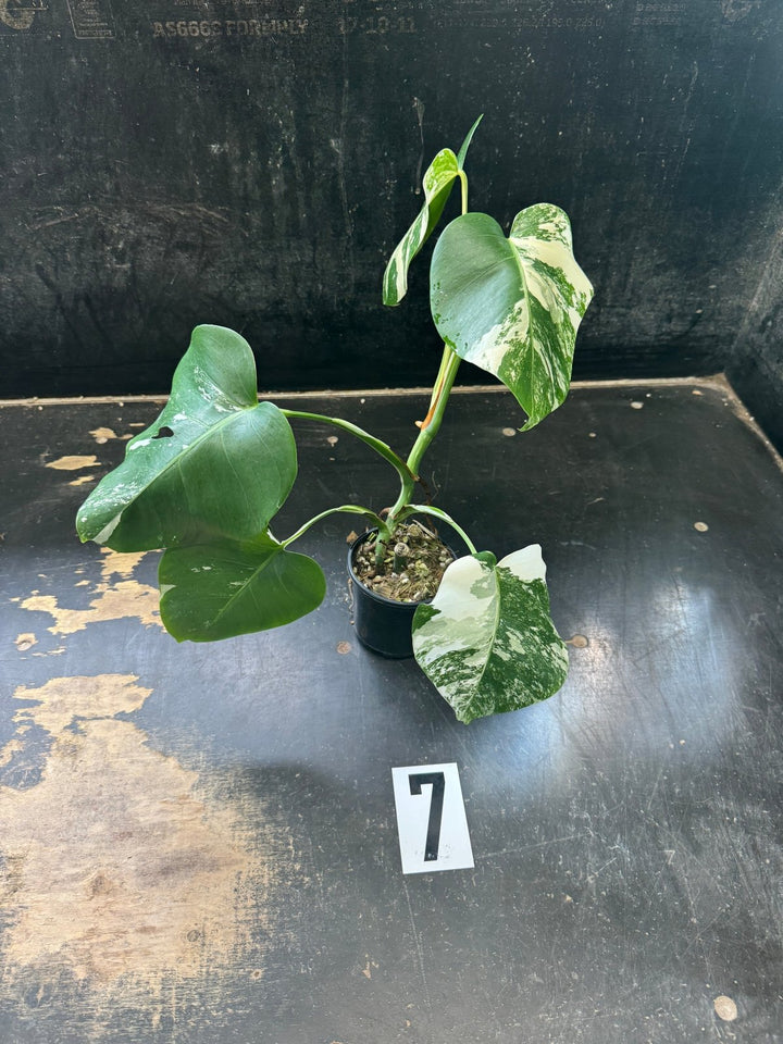 Monstera Deliciosa Borsigiana Variegated Albo | Uprooted