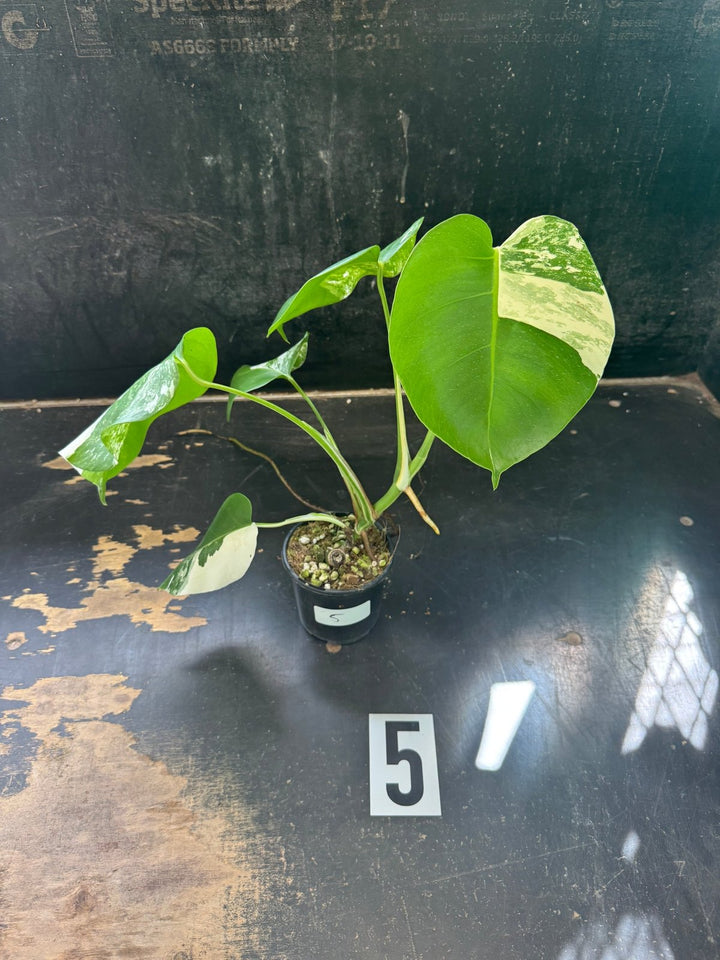 Monstera Deliciosa Borsigiana Variegated Albo | Uprooted