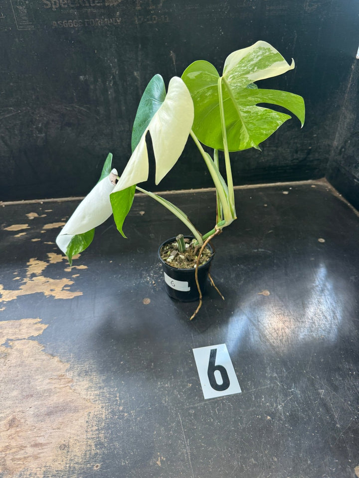 Monstera Deliciosa Borsigiana Variegated Albo | Uprooted