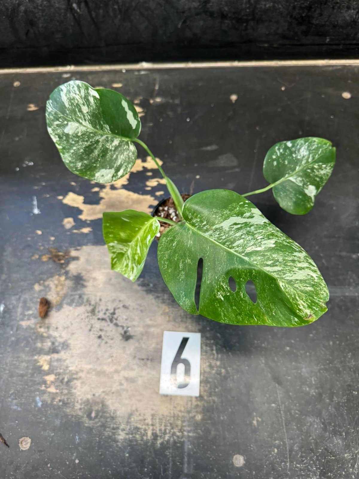 Monstera Borsigiana Variegated Albo | Uprooted | Buy Plants Online