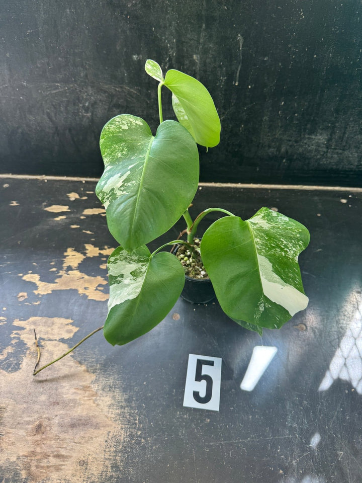 Monstera Deliciosa Borsigiana Variegated Albo | Uprooted