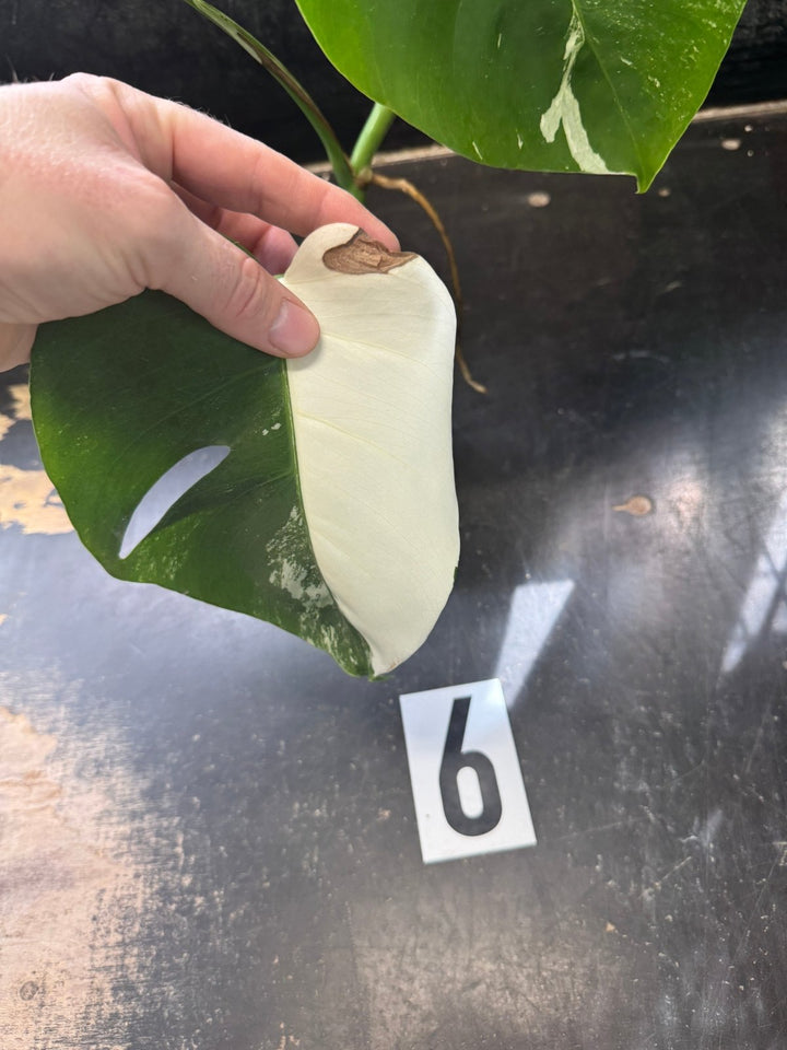 Monstera Deliciosa Borsigiana Variegated Albo | Uprooted