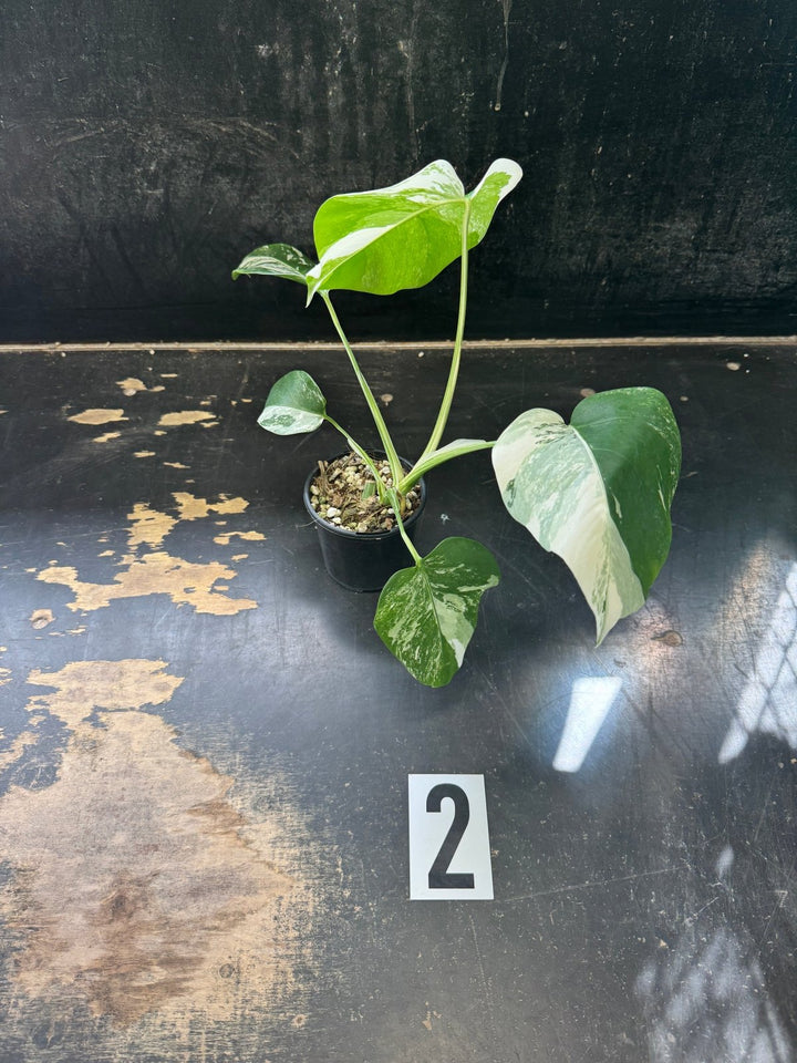 Monstera Deliciosa Borsigiana Variegated Albo | Uprooted