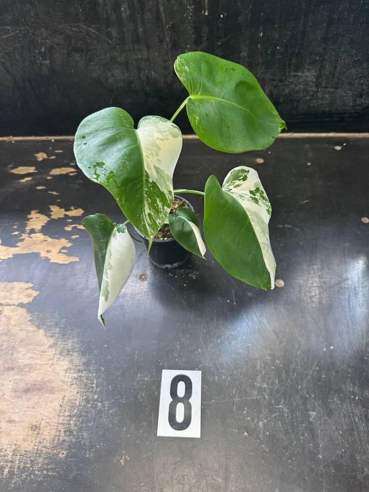 Monstera Deliciosa Borsigiana Variegated Albo | Uprooted