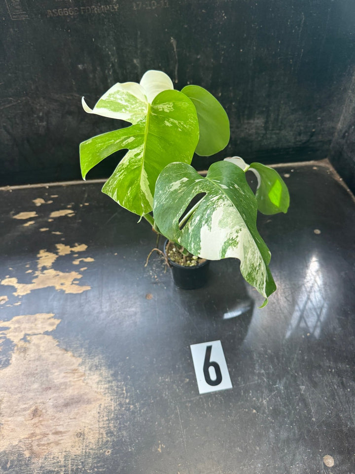 Monstera Deliciosa Borsigiana Variegated Albo | Uprooted