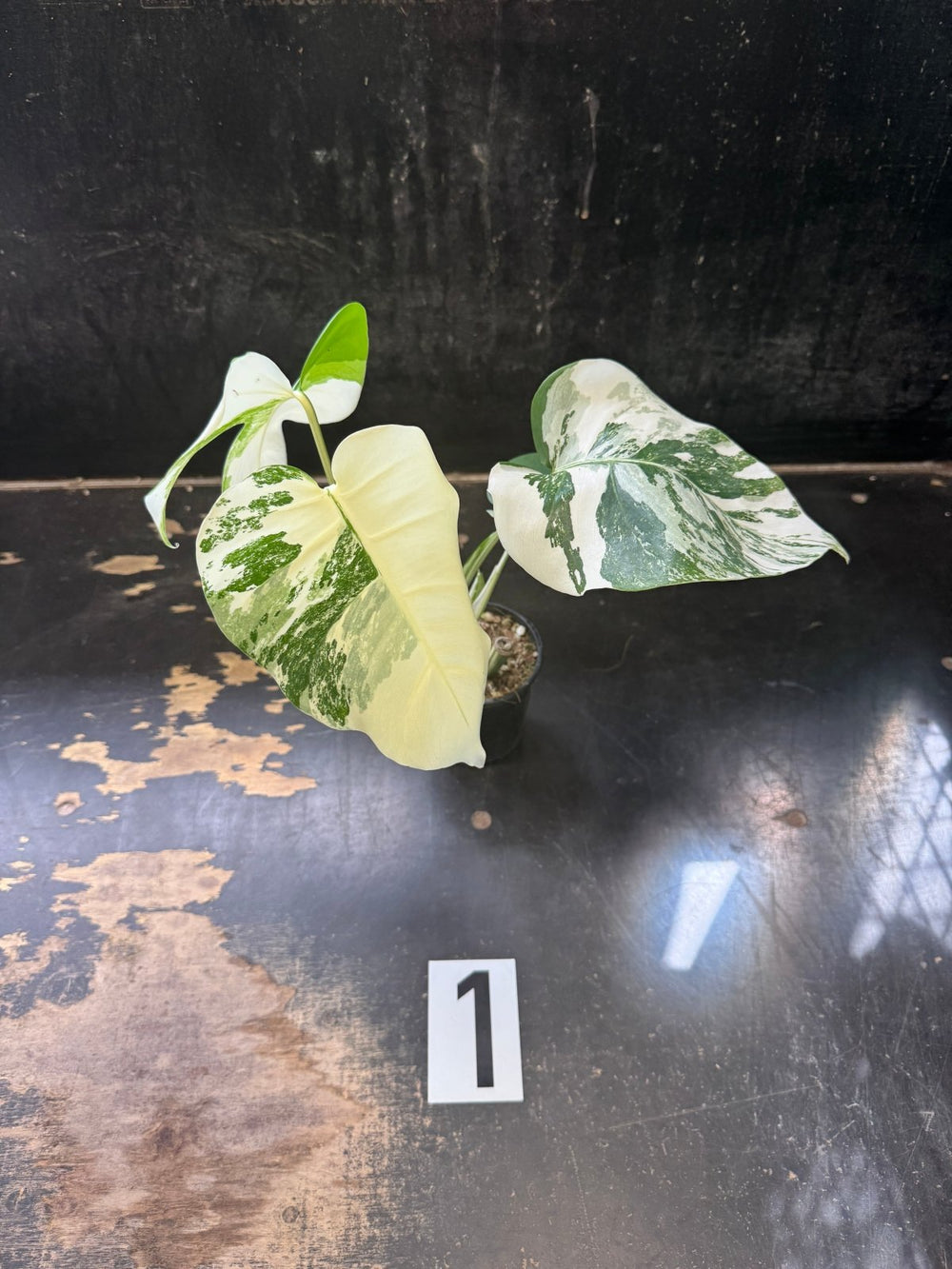 Monstera Deliciosa Borsigiana Variegated Albo | Uprooted
