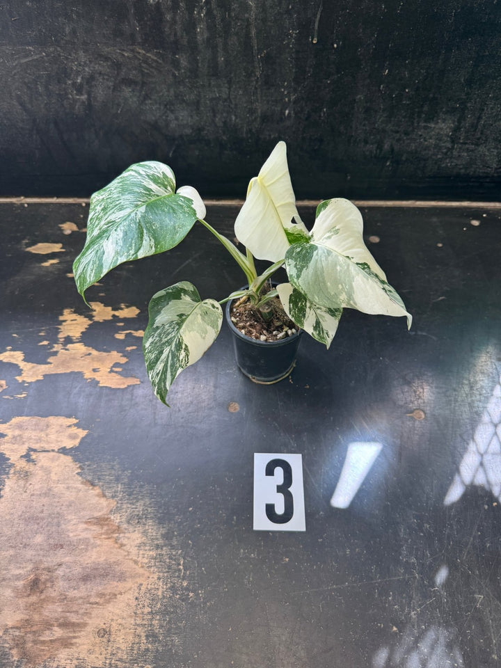 Monstera Deliciosa Borsigiana Variegated Albo | Uprooted
