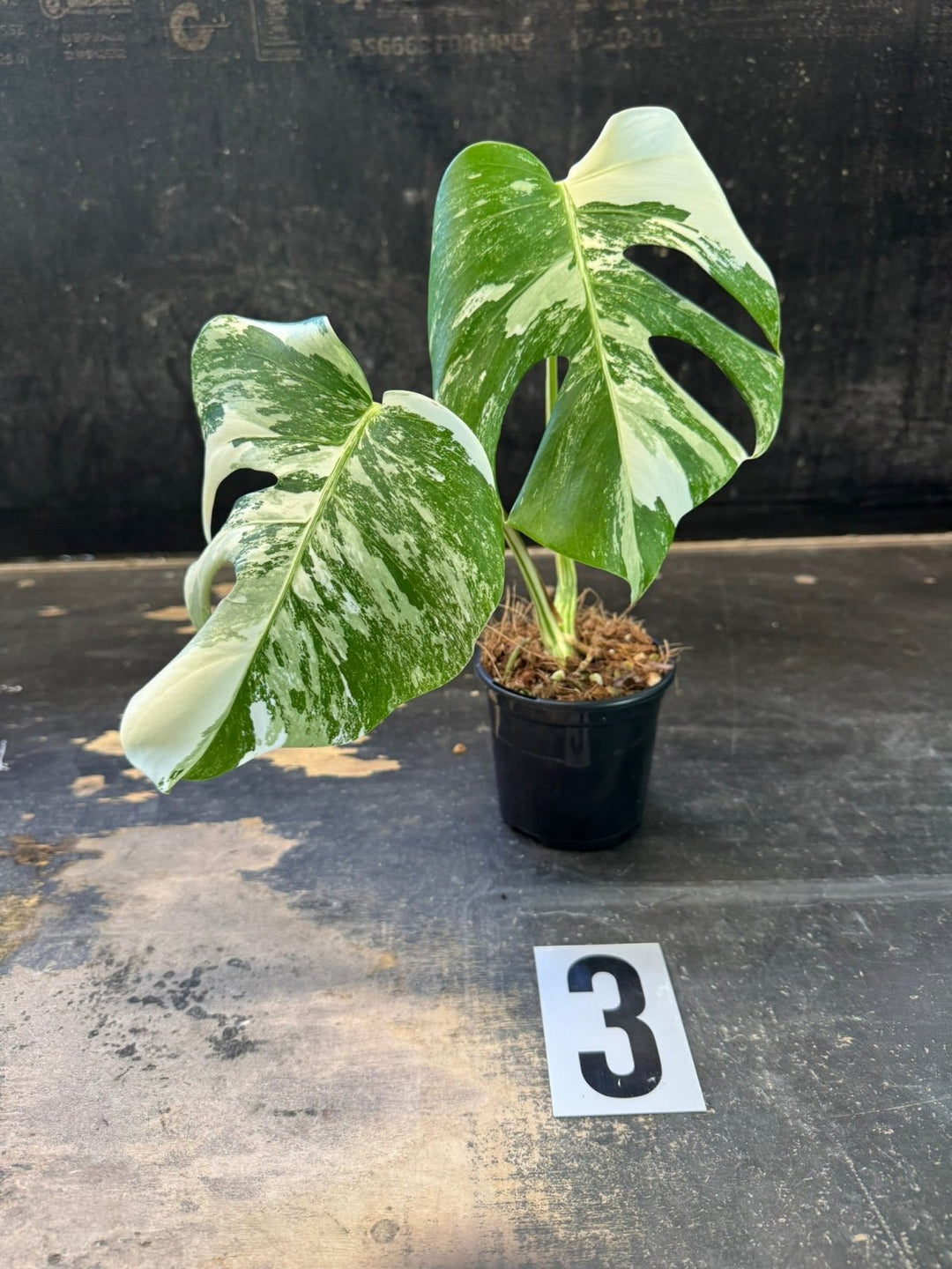 Monstera Deliciosa Borsigiana Variegated Albo | Uprooted