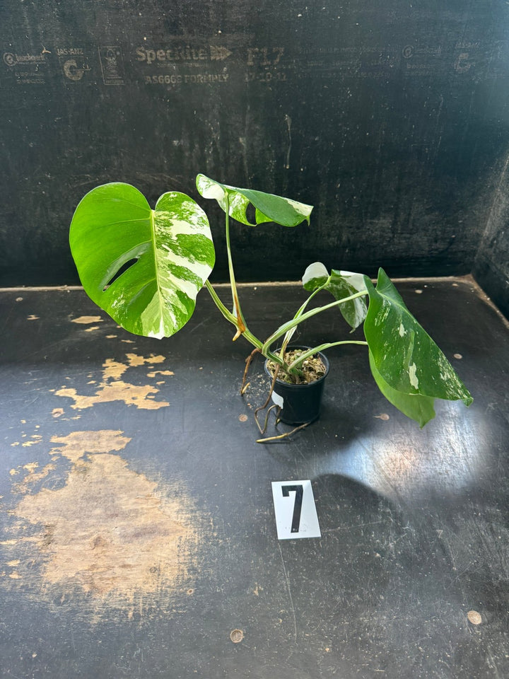 Monstera Deliciosa Borsigiana Variegated Albo | Uprooted