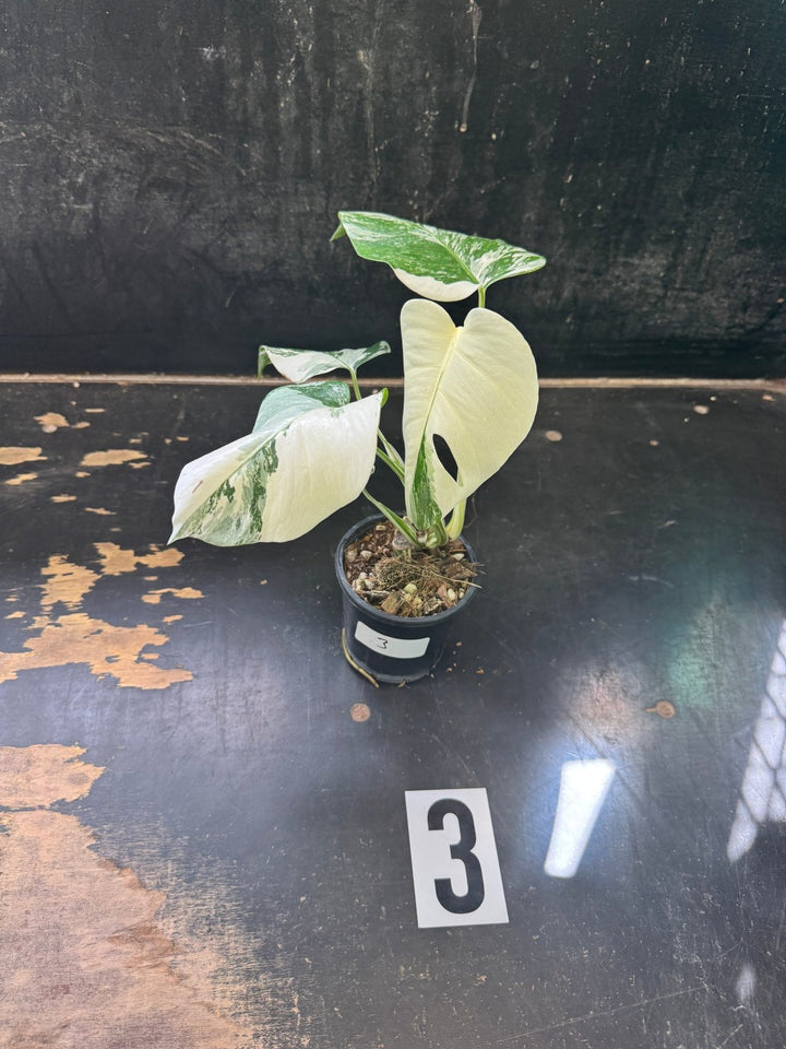 Monstera Deliciosa Borsigiana Variegated Albo | Uprooted