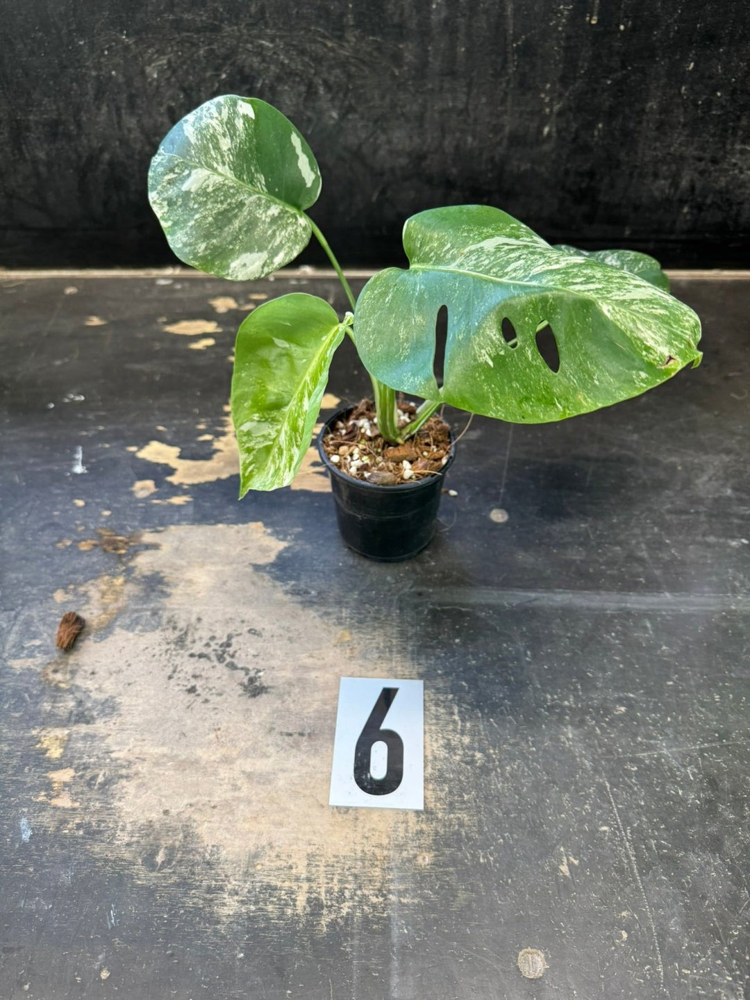 Monstera Deliciosa Borsigiana Variegated Albo | Uprooted