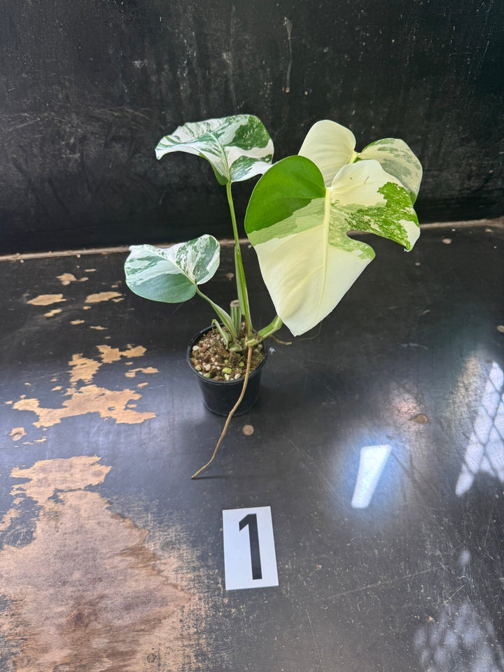 Monstera Deliciosa Borsigiana Variegated Albo | Uprooted