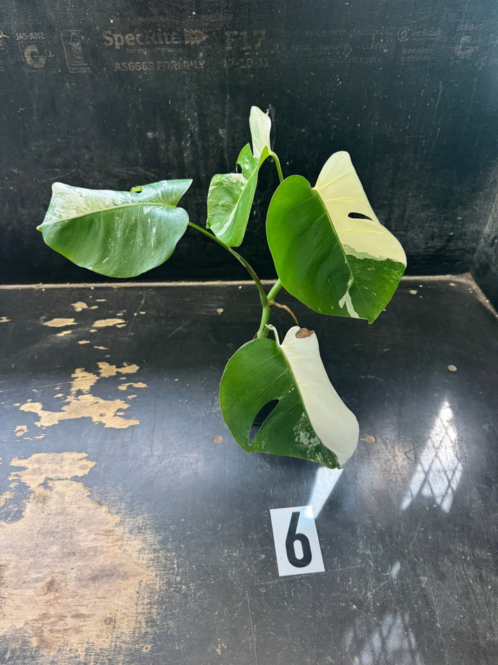 Monstera Deliciosa Borsigiana Variegated Albo | Uprooted