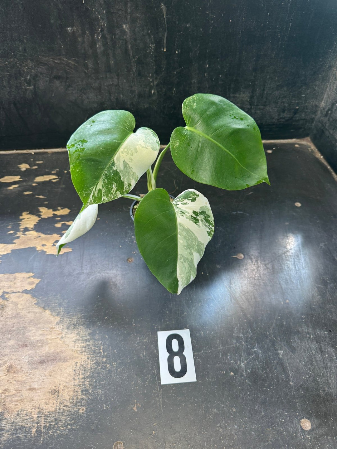 Monstera Deliciosa Borsigiana Variegated Albo | Uprooted