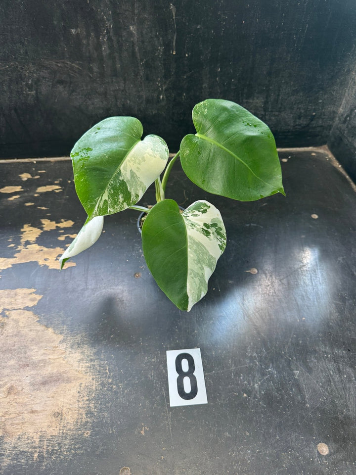 Monstera Deliciosa Borsigiana Variegated Albo | Uprooted