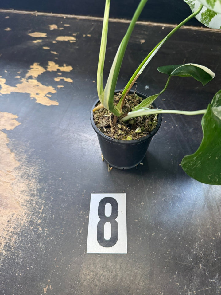 Monstera Deliciosa Borsigiana Variegated Albo | Uprooted