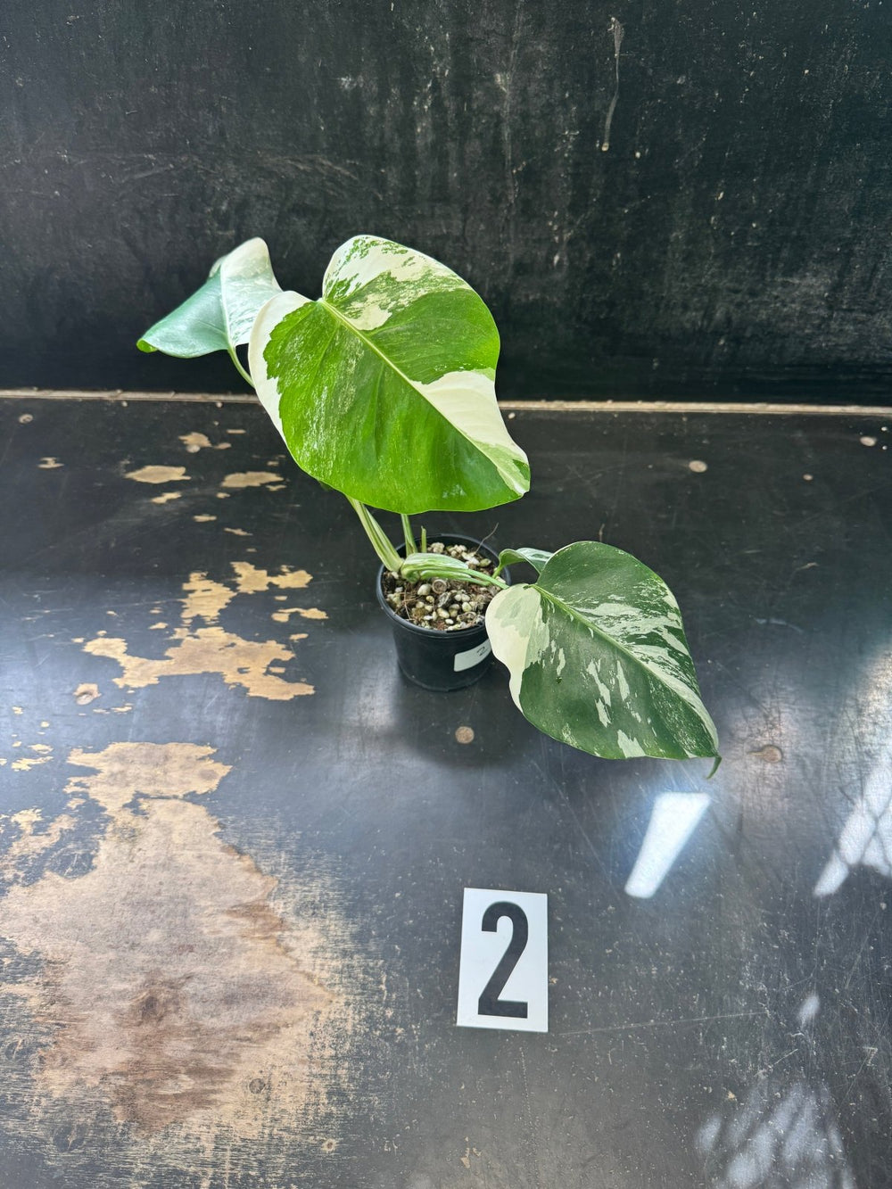 Monstera Deliciosa Borsigiana Variegated Albo | Uprooted