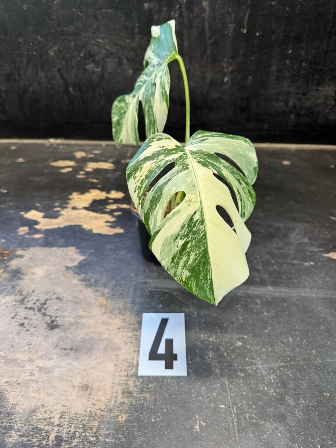Monstera Deliciosa Borsigiana Variegated Albo | Uprooted