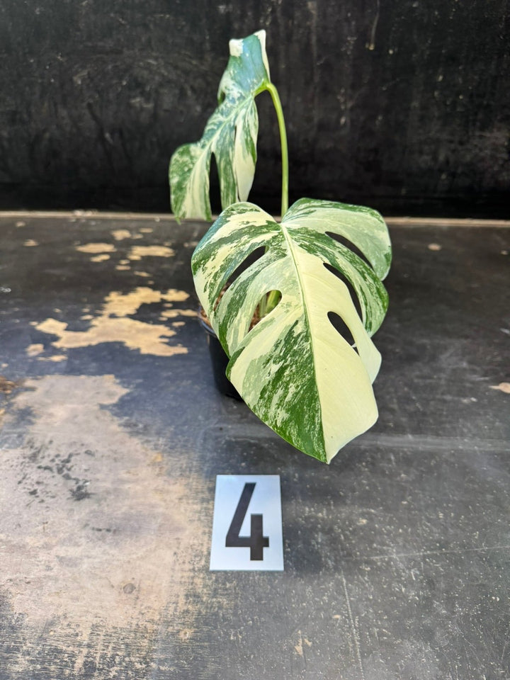 Monstera Deliciosa Borsigiana Variegated Albo | Uprooted