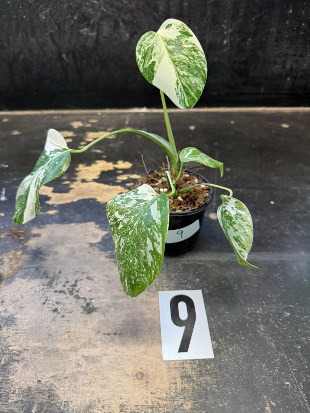 Monstera Deliciosa Borsigiana Variegated Albo | Uprooted