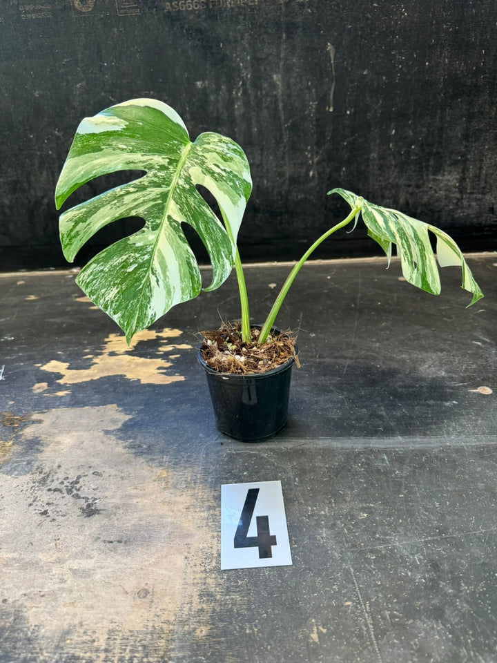 Monstera Deliciosa Borsigiana Variegated Albo | Uprooted