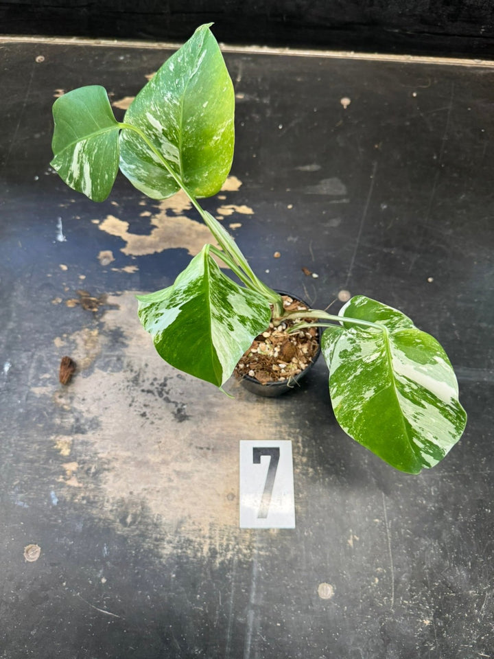 Monstera Deliciosa Borsigiana Variegated Albo | Uprooted