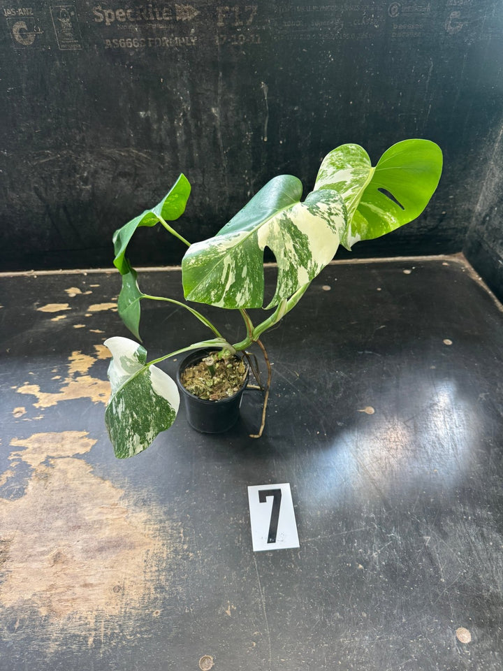 Monstera Deliciosa Borsigiana Variegated Albo | Uprooted