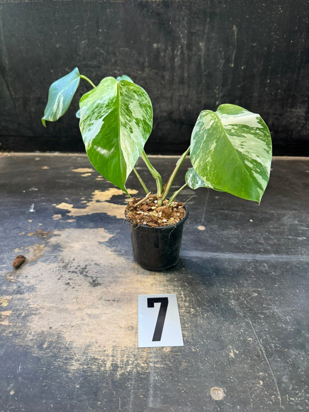 Monstera Deliciosa Borsigiana Variegated Albo | Uprooted