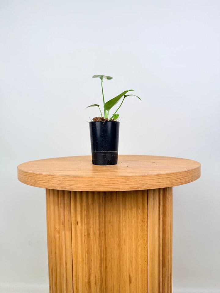 Monstera Deliciosa - Thai Constellation - Random Selection | Uprooted