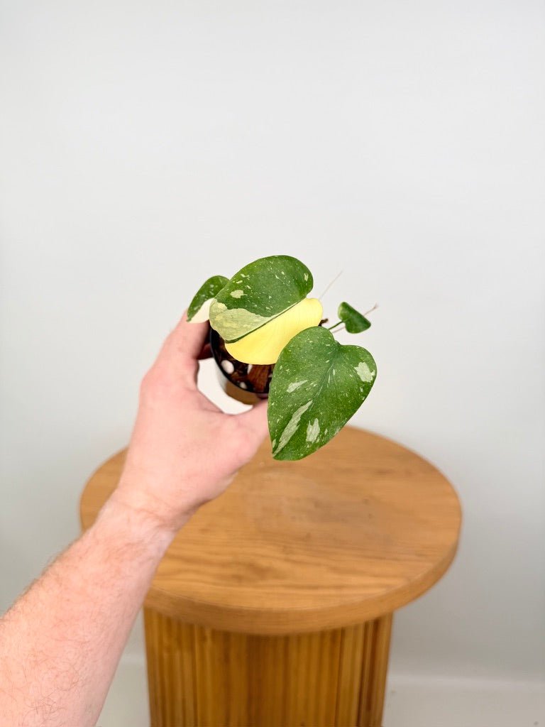 Monstera Deliciosa - Thai Constellation - Random Selection | Uprooted