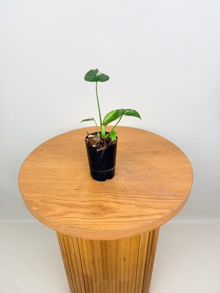 Monstera Deliciosa - Thai Constellation - Random Selection | Uprooted