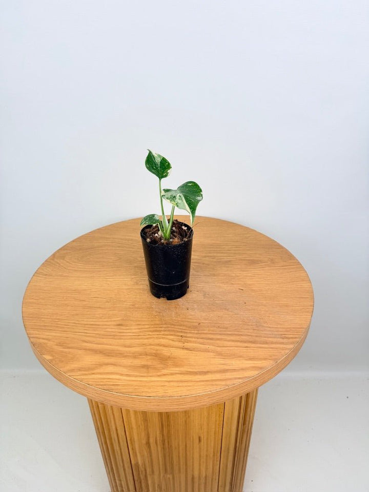 Monstera Deliciosa - Thai Constellation - Random Selection | Uprooted