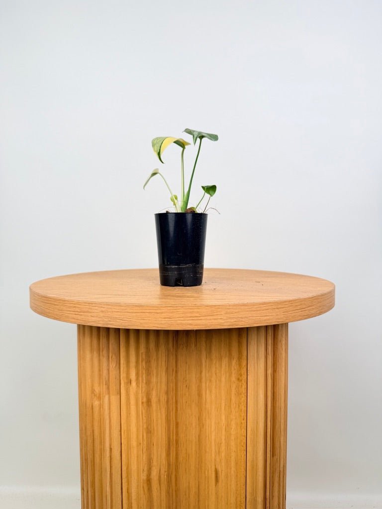 Monstera Deliciosa - Thai Constellation - Random Selection | Uprooted