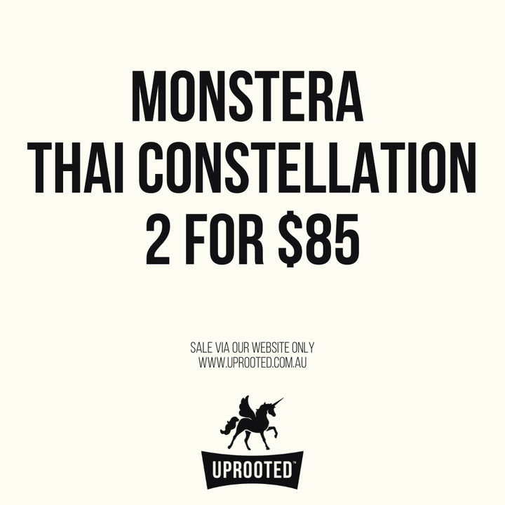 Monstera Deliciosa - Thai Constellation - Random Selection | Uprooted