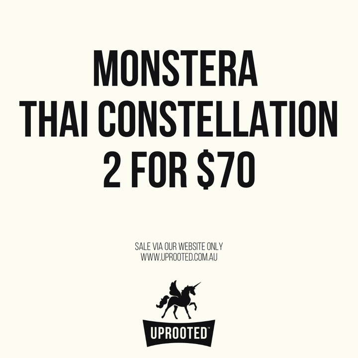 Monstera Deliciosa - Thai Constellation - Random Selection | Uprooted